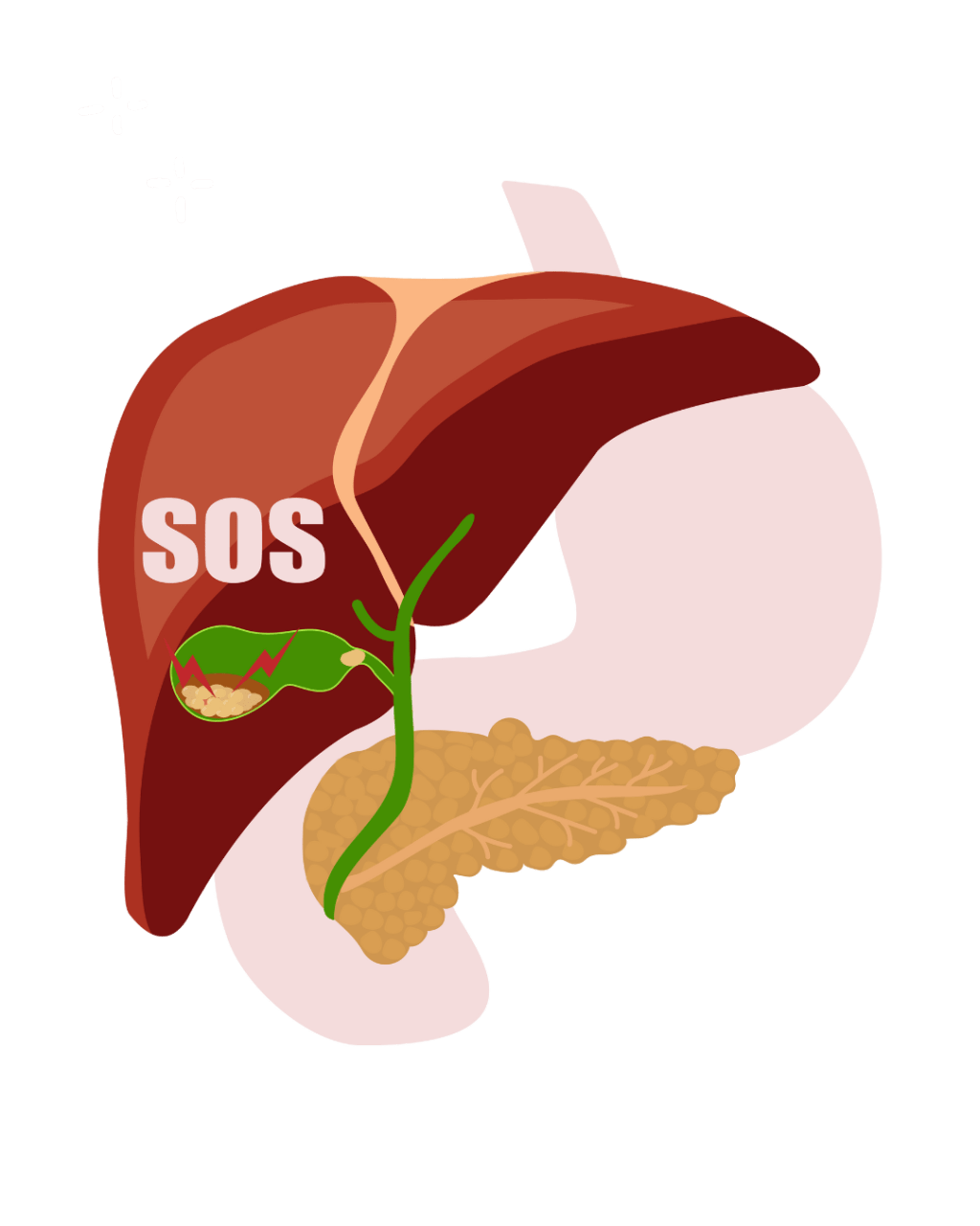 Graphic of the liver and gallbladder with "SOS" text indicating help for this region.